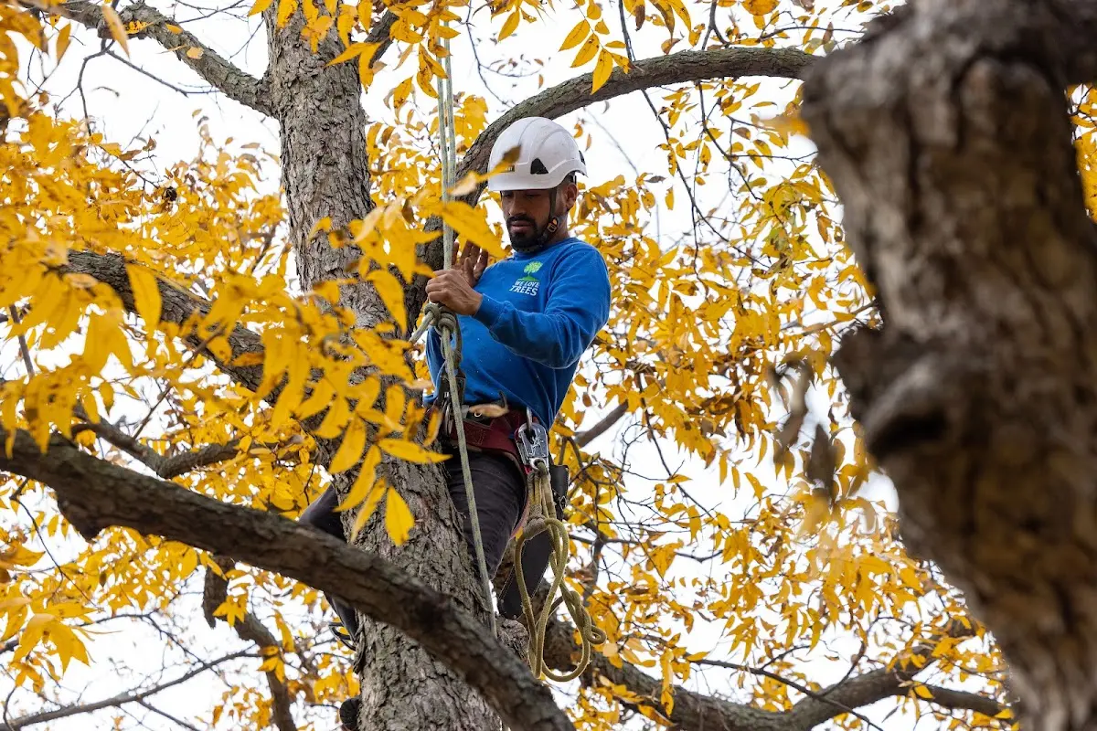 Skilled Tree Pruning crew working in Turkey